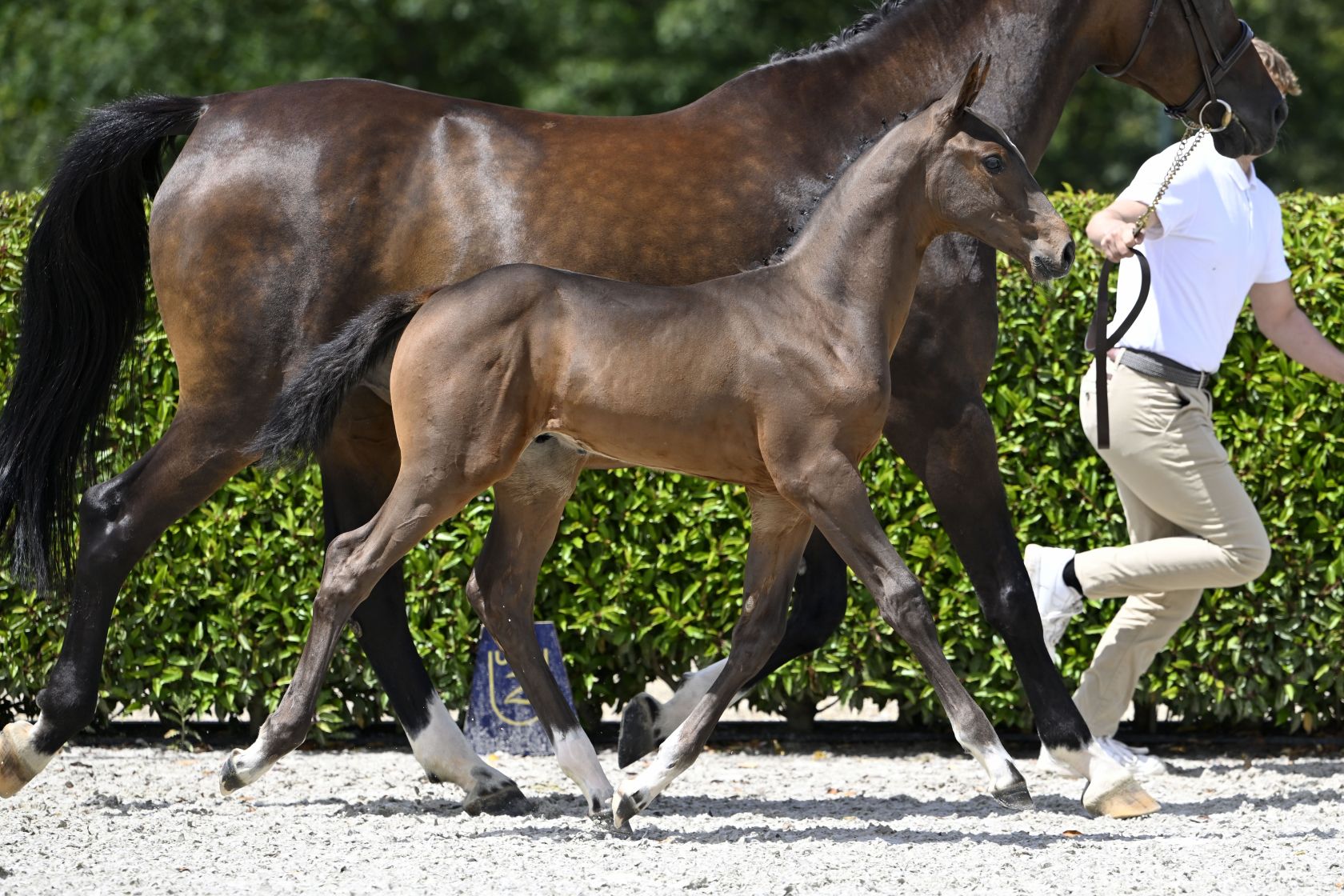 DON'T THINK TWICE DI CABRA Z - Out of sister to Niels Bruynseels